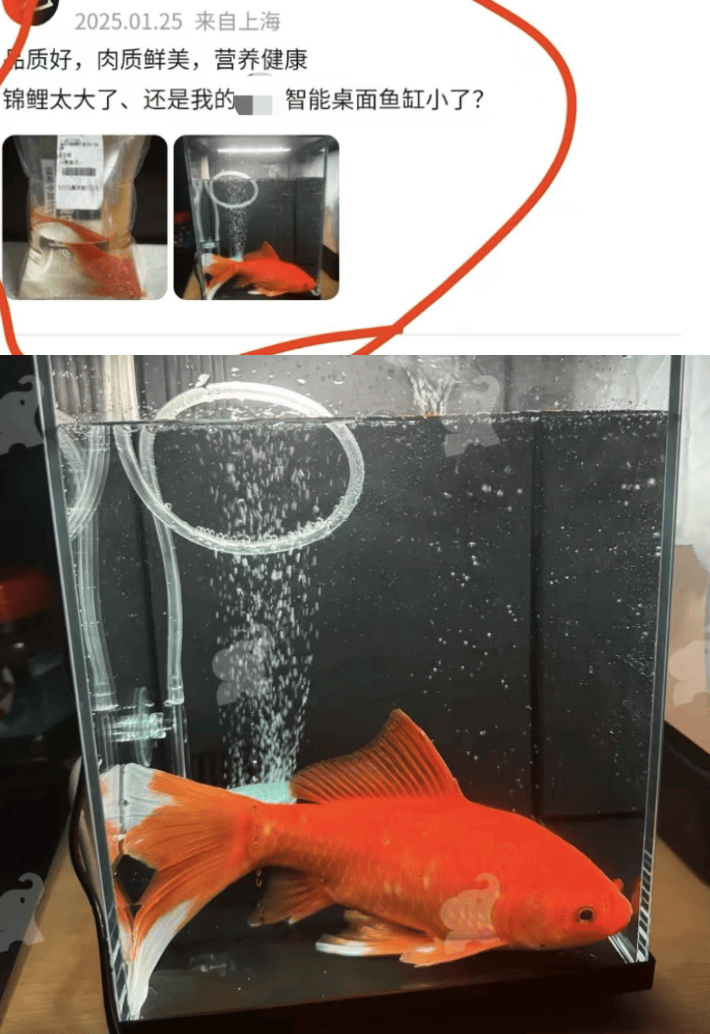 第一批在买菜平台买宠物的人现在怎么样了？